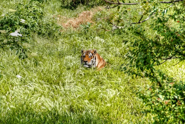 Tigre en herbe haute — Photo