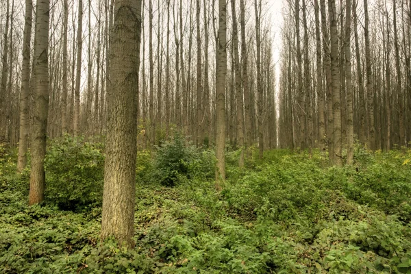 Bosque denso —  Fotos de Stock