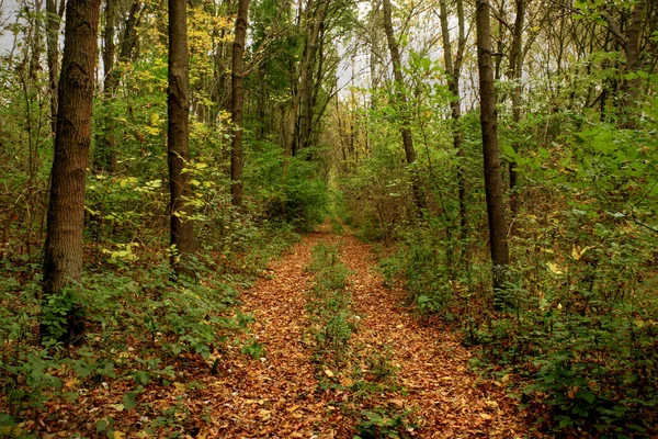 Sottosentiero forestale ricoperto di foglie — Foto Stock