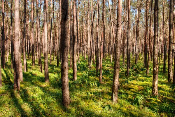 Floresta densa — Fotografia de Stock