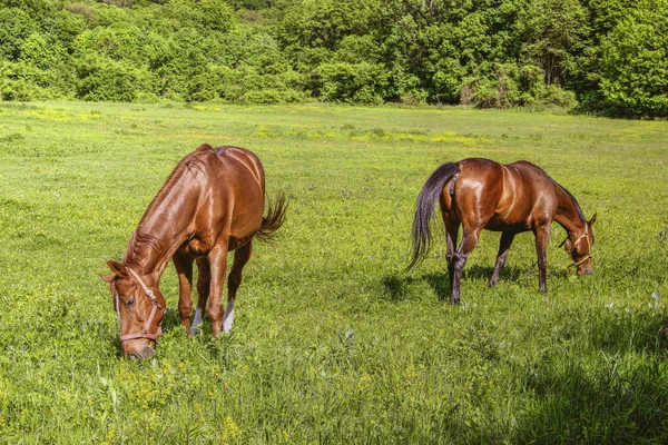 Two Horses with Bridles Pasture — Stock Photo, Image