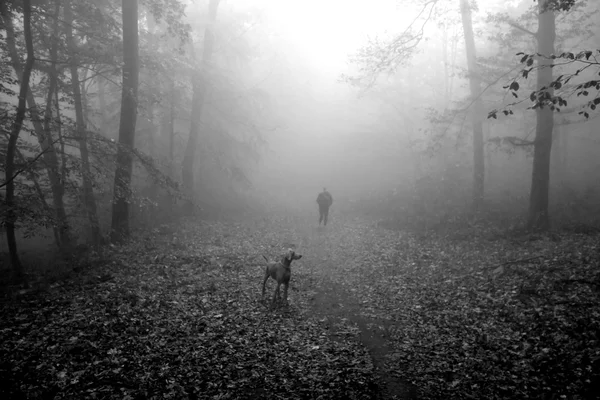 Person och hund i dimmig skog — Stockfoto