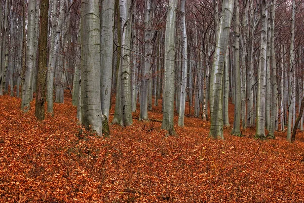 Bäume im dichten Wald — Stockfoto