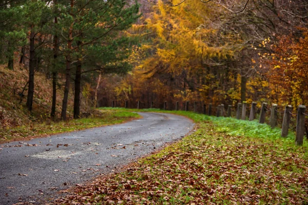 Route d'automne — Photo