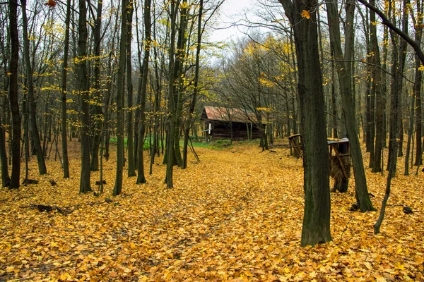 Podzimní cesta lesem — Stock fotografie