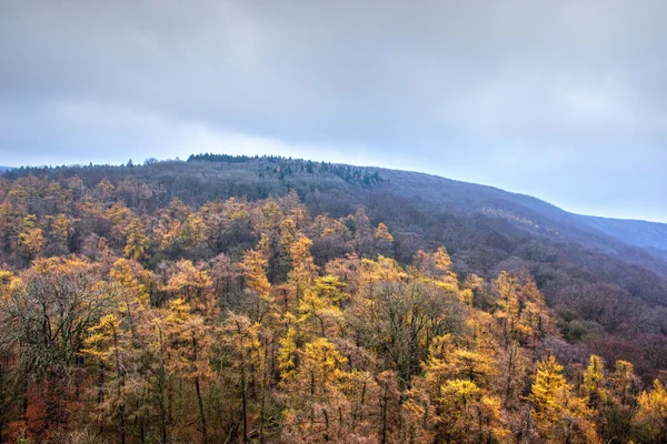 Colina boscosa con árboles amarillos en el bosque — Foto de Stock