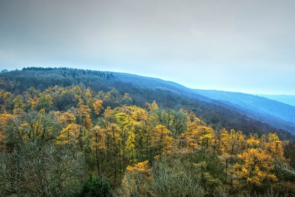 Forested Hill in Winter Forest — Stock Photo, Image