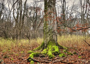Kara yosunları tarafından kaplı Ağaç kökleri