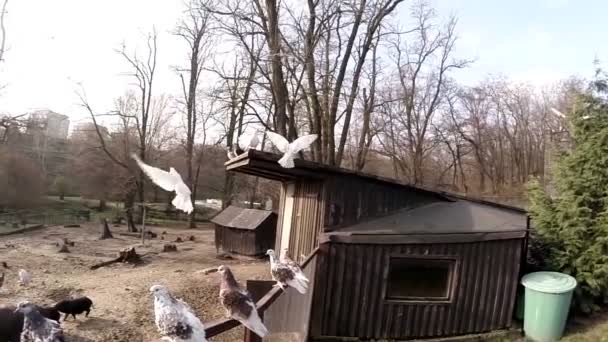 Latające gołębie — Wideo stockowe