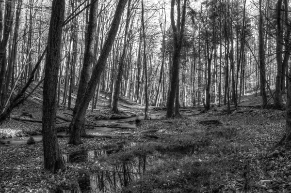 Forest bomen scène — Stockfoto