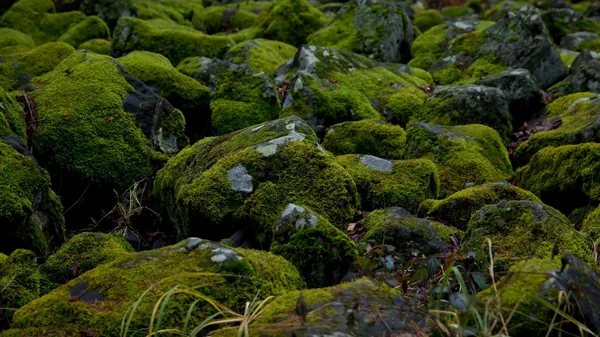 Musgo de piedra — Foto de Stock