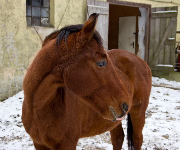 Horse — Stock Photo, Image