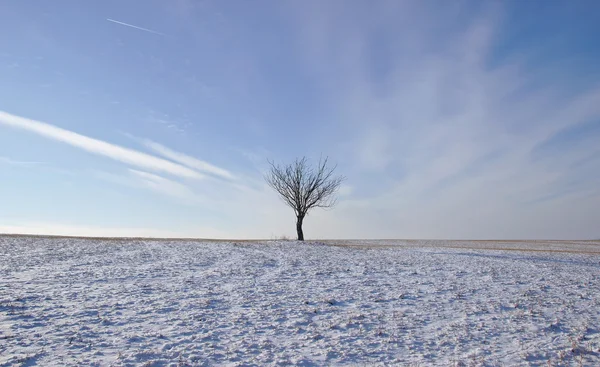 Árvore solitária no inverno — Fotografia de Stock