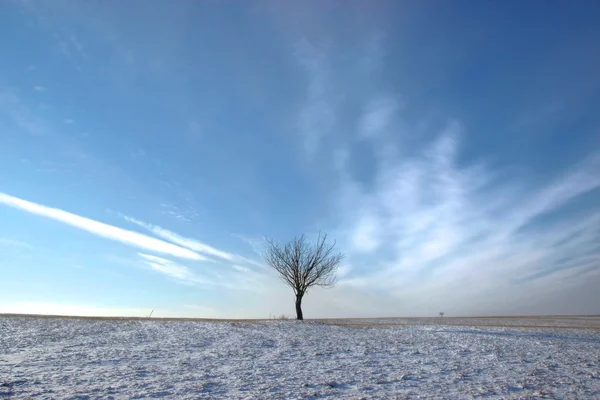 Albero solitario — Foto Stock