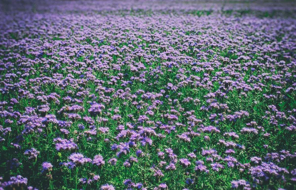 Violet bloem veld — Stockfoto