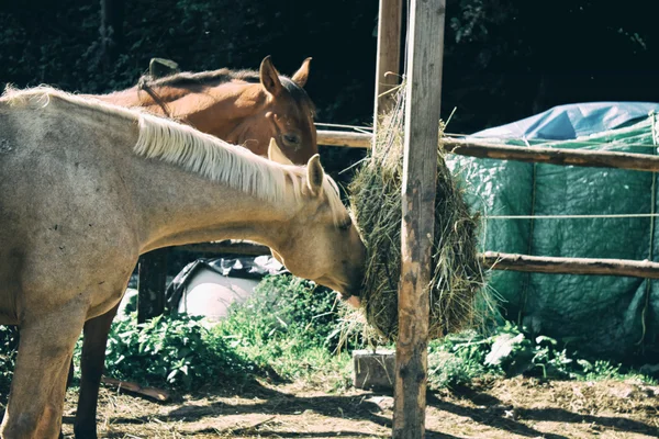 Paarden gras-voeding — Stockfoto
