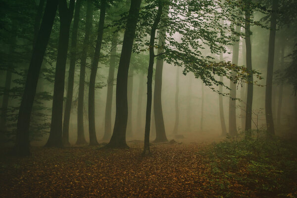 Morning Fog in Autumn Forest