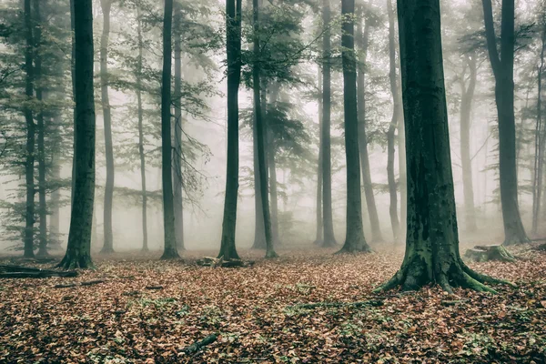 Bosque brumoso en otoño — Foto de Stock