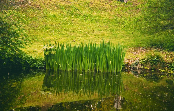 Piante acquatiche con riflessione nel laghetto — Foto Stock