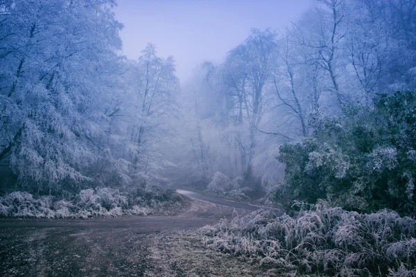 Winter wandelpad in bos — Stockfoto