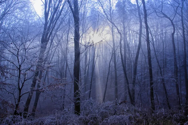 Vintersol lysa ic kommer genom frusen skogsträd — Stockfoto