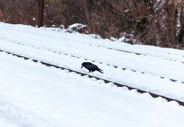 Corvo sulla ferrovia — Foto Stock