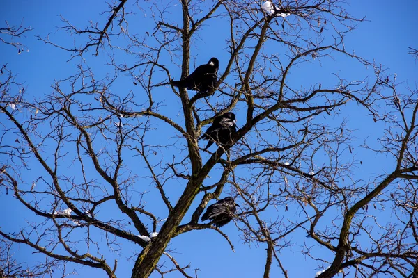 Corbeau sur l'arbre — Photo