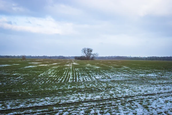 Campo de grama com neve e árvore solitária — Fotografia de Stock