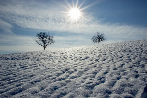 Dos árboles solitarios en invierno Imágenes De Stock Sin Royalties Gratis