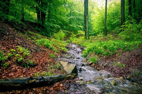 Trota del torrente Foresta — Foto Stock