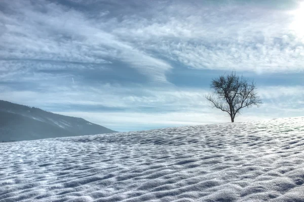 Paesaggio invernale con albero solitario — Foto Stock