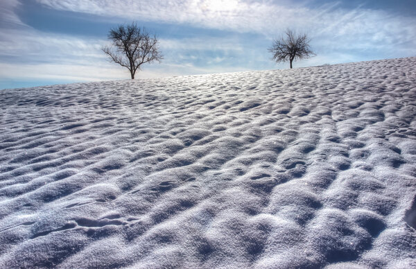 Two Lonely Trees on Snow Field