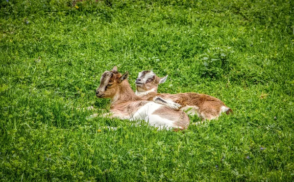 Petites chèvres sur champ d'herbe — Photo