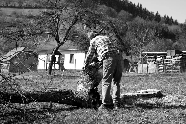 Sawing Wood — Stock Photo, Image