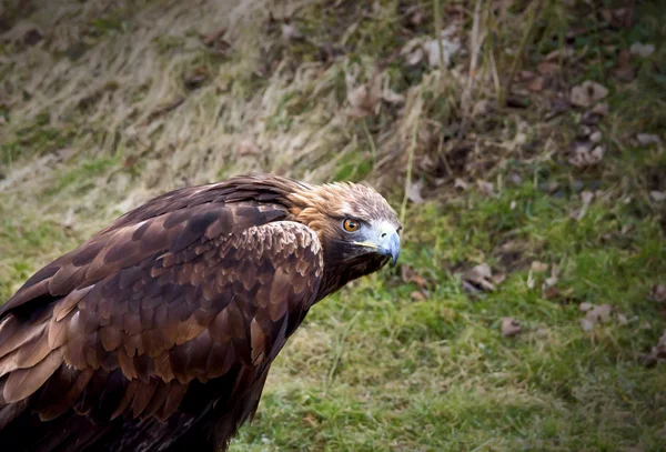 Eagle — Stock Photo, Image