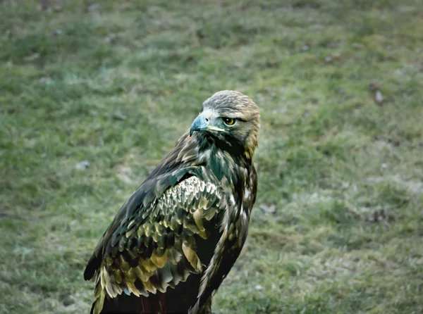 Eagle — Stock Photo, Image