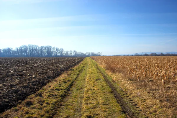 Path Through Field — Stock Photo, Image