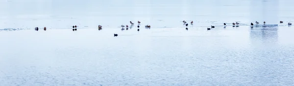 Patos en invierno en el lago congelado — Foto de Stock