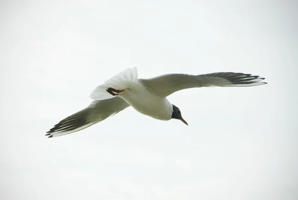 Mouettes et mouettes — Photo