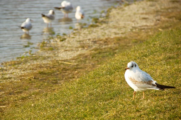 Gaviotas — Foto de Stock