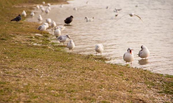 Gaivotas — Fotografia de Stock