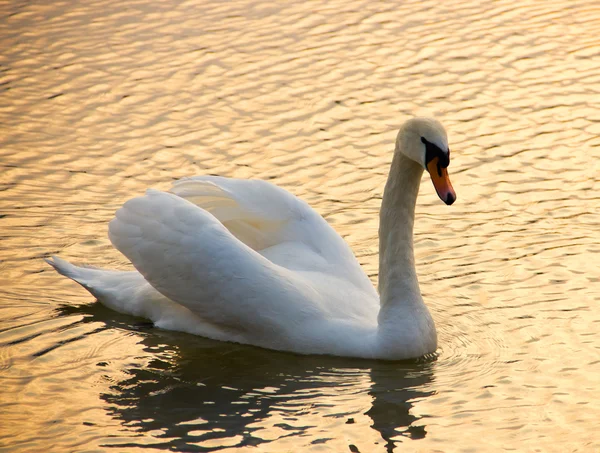 Swans — Stock Photo, Image