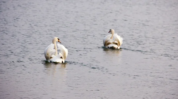 Cisnes — Fotografia de Stock