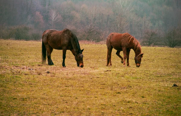 Horses — Stock Photo, Image