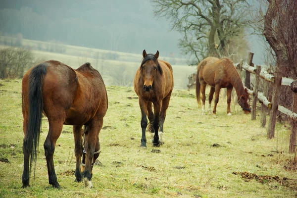 Horses — Stock Photo, Image