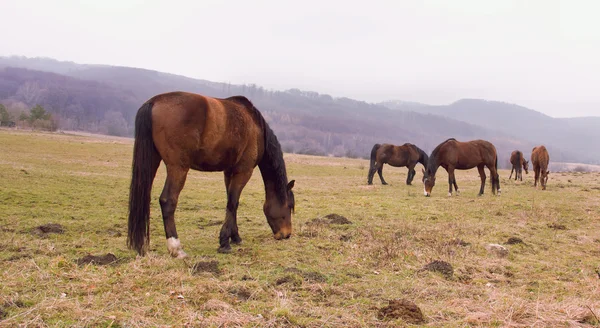 Cavalos — Fotografia de Stock