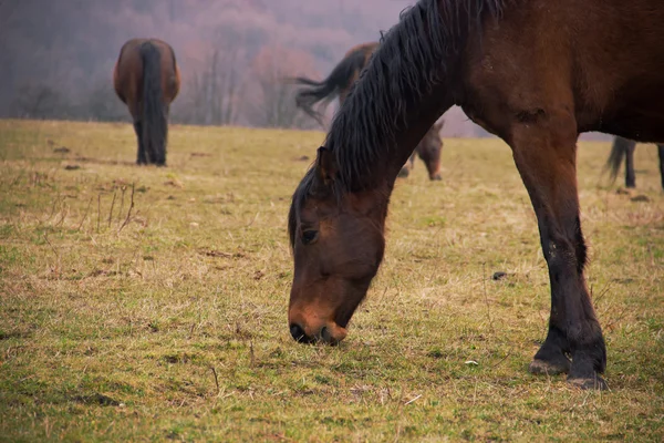 Hevoset — kuvapankkivalokuva