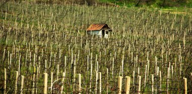 Old Cottage House in Vineyards clipart