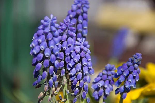 Blå blommor — Stockfoto