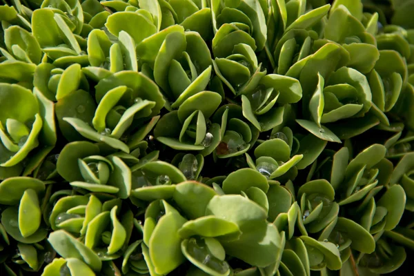 Waterdrop yeşil yapraklarda